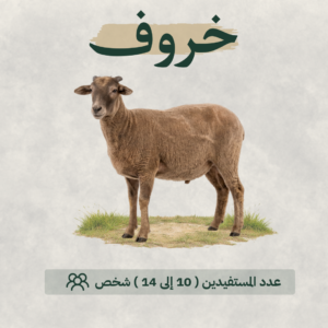 خروف بلدي في أفريقيا يتم اختياره وفق الضوابط الشرعية للتنفيذ والتوزيع.